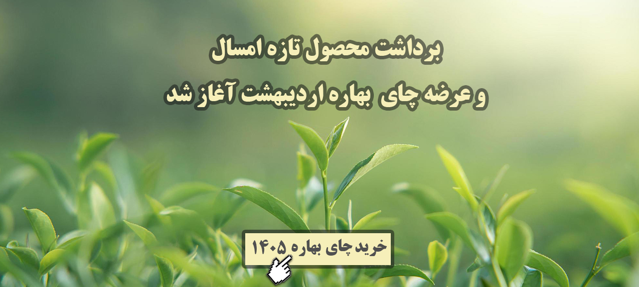 خرید چای سرگل بهاره 1404